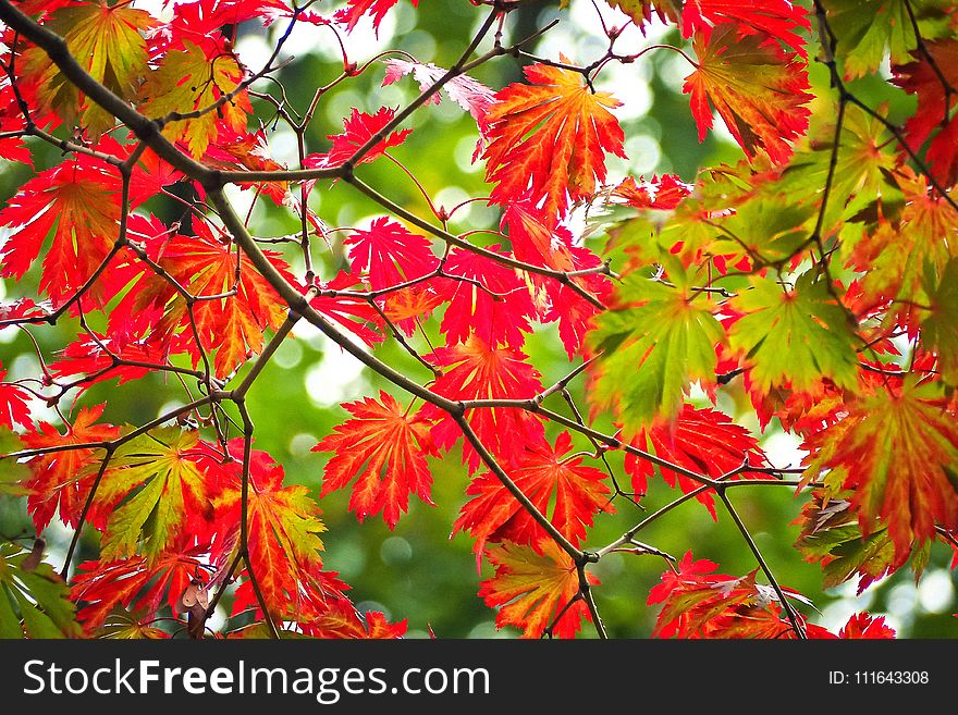 Autumn, Leaf, Maple Leaf, Flora