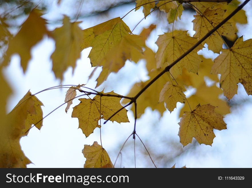 Leaf, Autumn, Tree, Maple Leaf