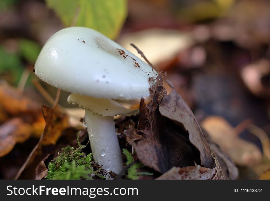 Fungus, Mushroom, Edible Mushroom, Agaricomycetes