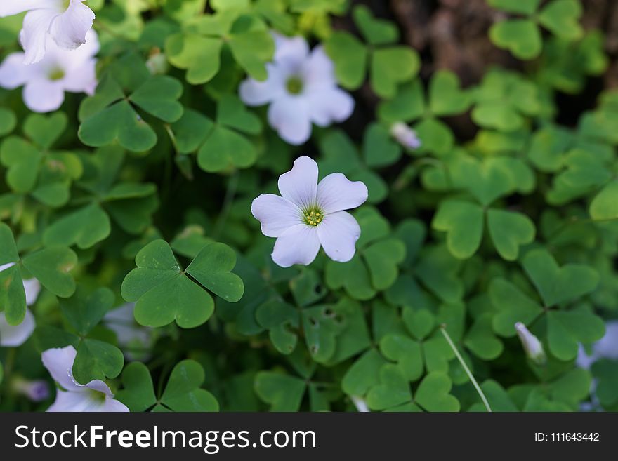 Flora, Plant, Flower, Wood Sorrel Family