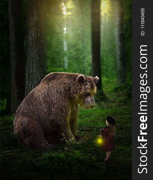 Fauna, Wilderness, Wildlife, Brown Bear