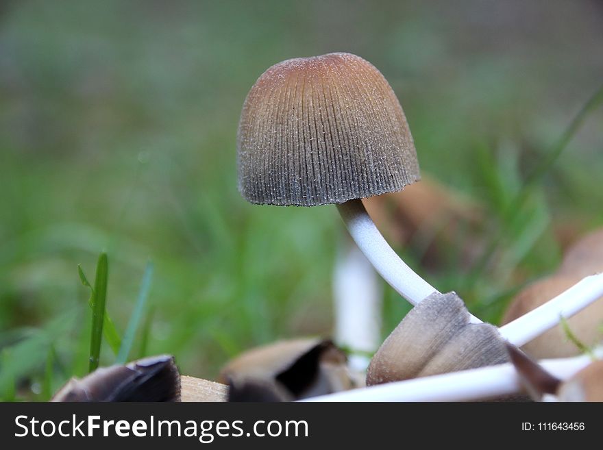 Mushroom, Edible Mushroom, Agaricaceae, Fungus