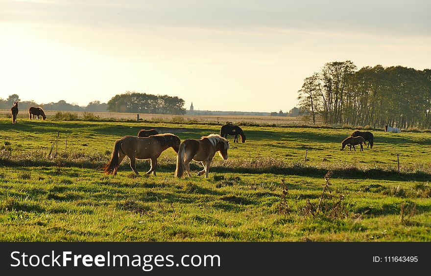 Grassland, Pasture, Field, Grazing