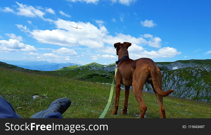 Sky, Mountainous Landforms, Dog, Grass