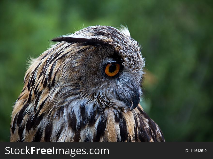 Owl, Beak, Bird Of Prey, Fauna