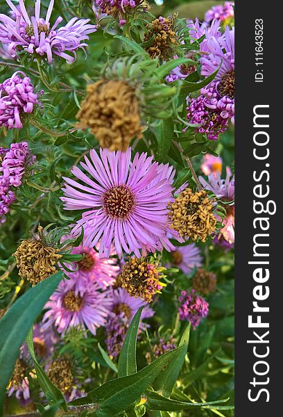 Flower, Plant, Aster, Purple