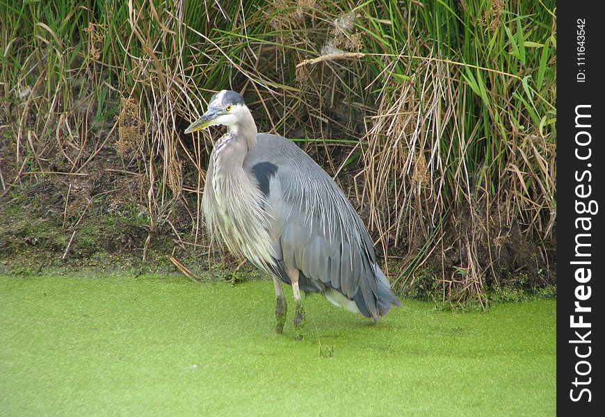 Bird, Fauna, Beak, Nature Reserve