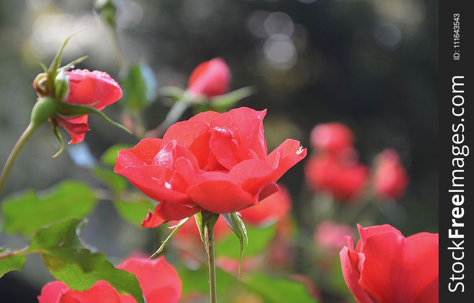 Flower, Rose, Rose Family, Red