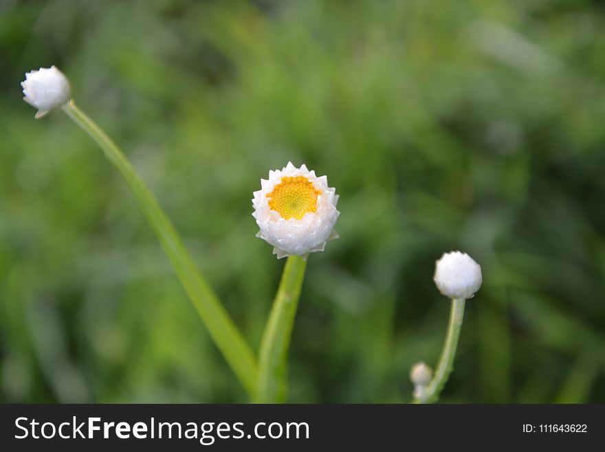 Flower, Chamaemelum Nobile, Wildflower, Grass