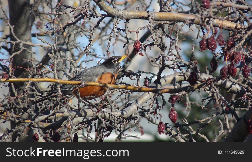 Bird, Branch, Fauna, Tree