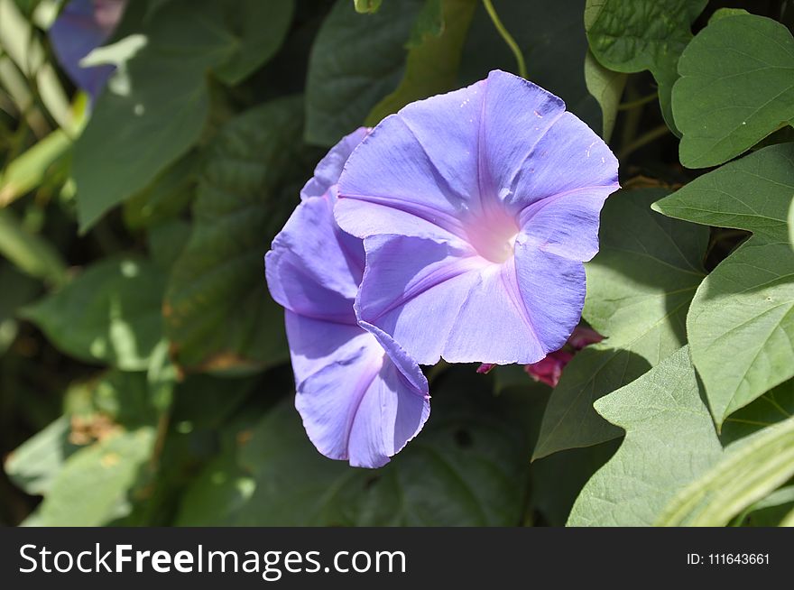 Flower, Plant, Blue, Flora