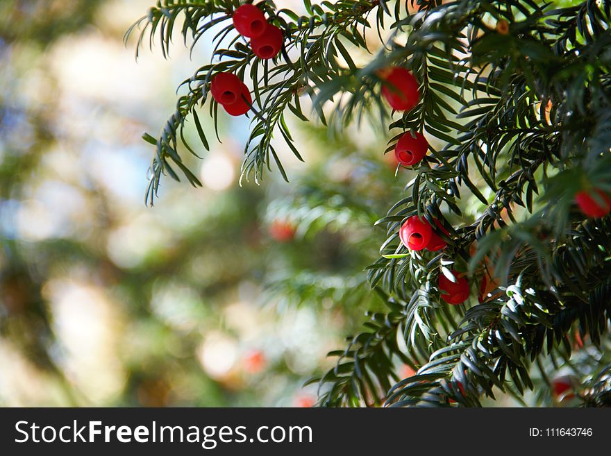 Tree, Taxus Baccata, Yew Family, Conifer
