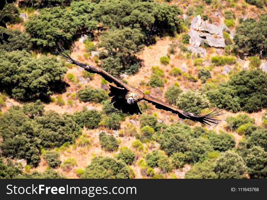 Nature Reserve, Tree, Wildlife, Landscape