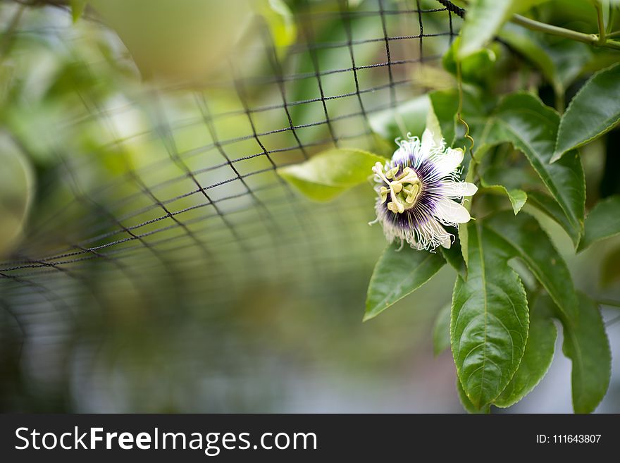 Flower, Plant, Flora, Passion Flower