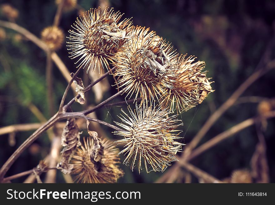 Flora, Burdock, Thorns Spines And Prickles, Greater Burdock