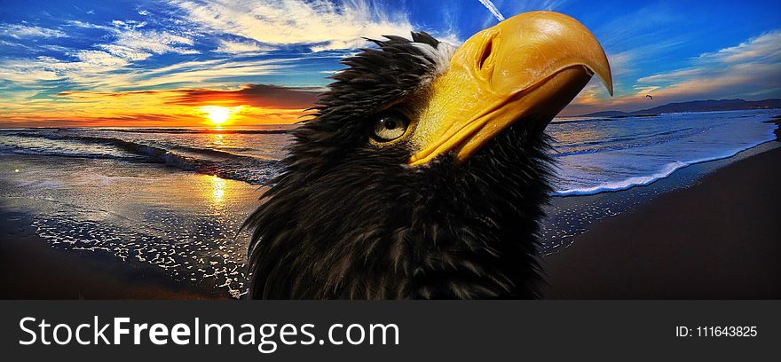 Beak, Close Up, Sky, Eagle