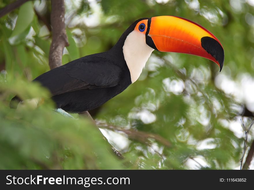 Bird, Toucan, Beak, Fauna