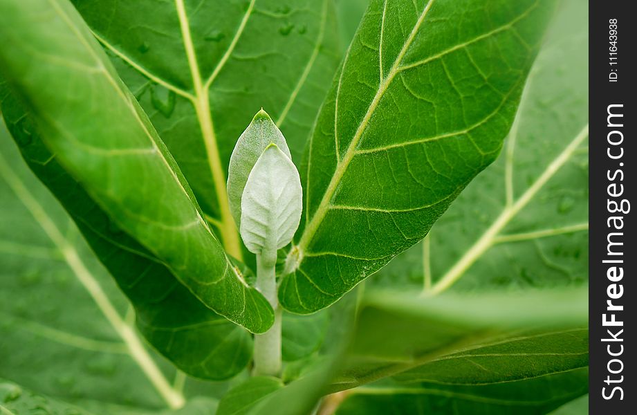 Leaf, Plant, Insect, Organism