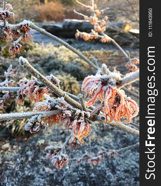 Winter, Frost, Freezing, Tree