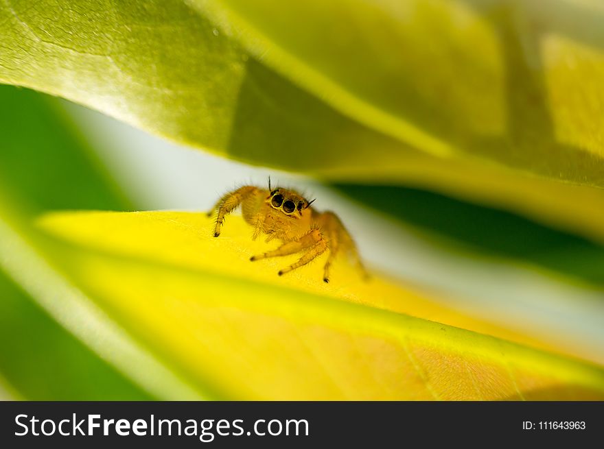 Insect, Leaf, Macro Photography, Bee