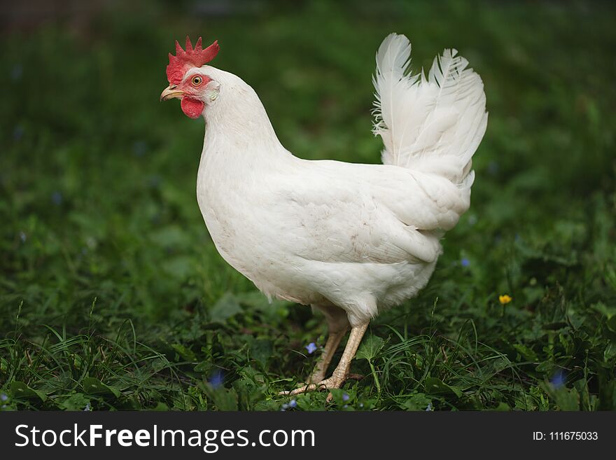 A White Hen Is Walking Along The Green Grass.