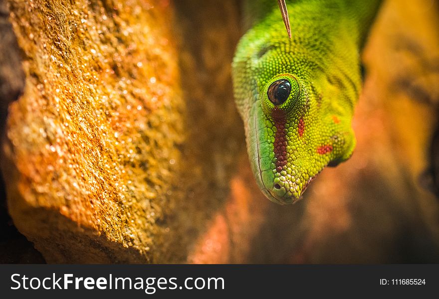 Micro Photography of a Gecko