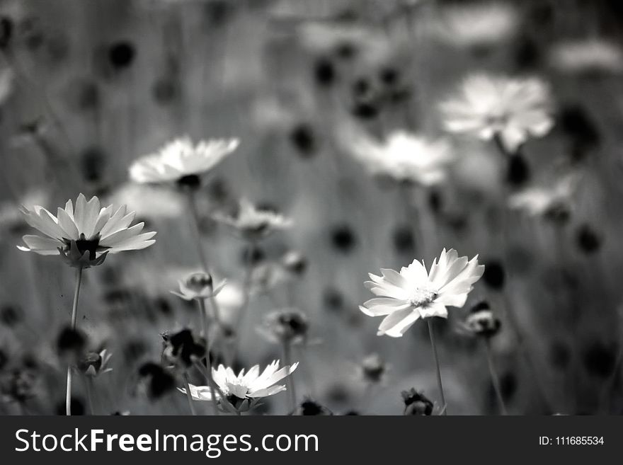 Grayscale Photography of Daisy Flowers