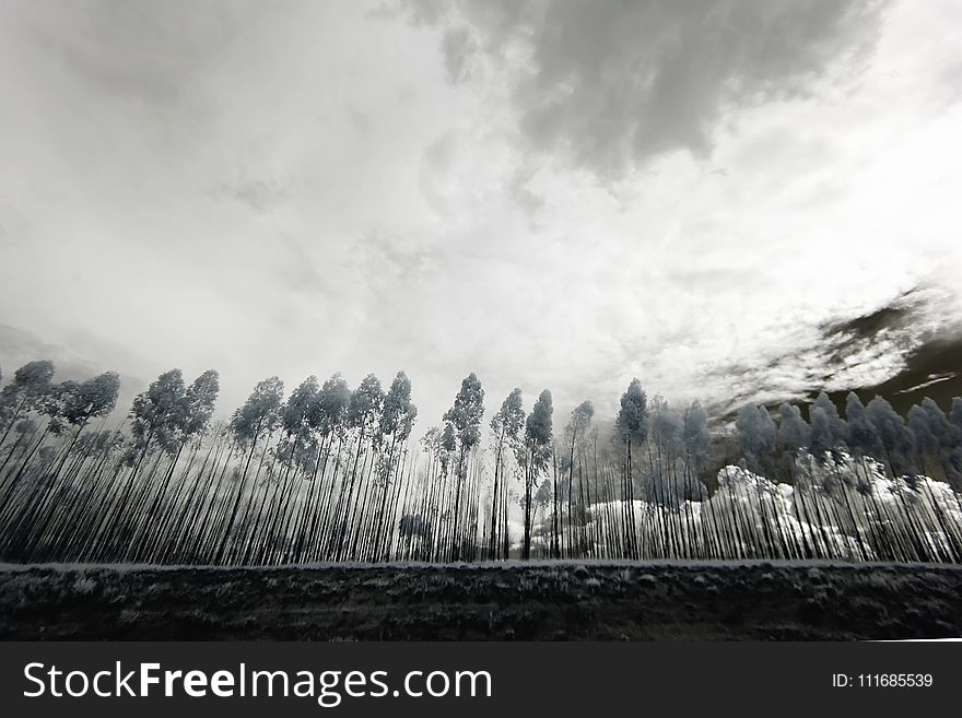 Grayscale Photo of Trees