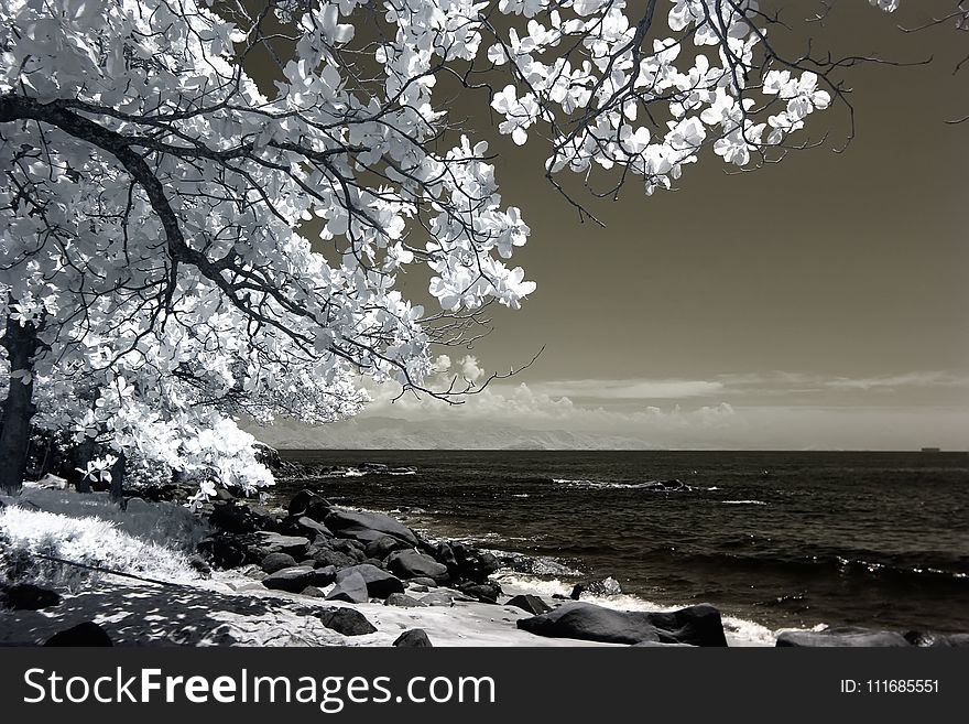 White Tree Beside Seashore Photo