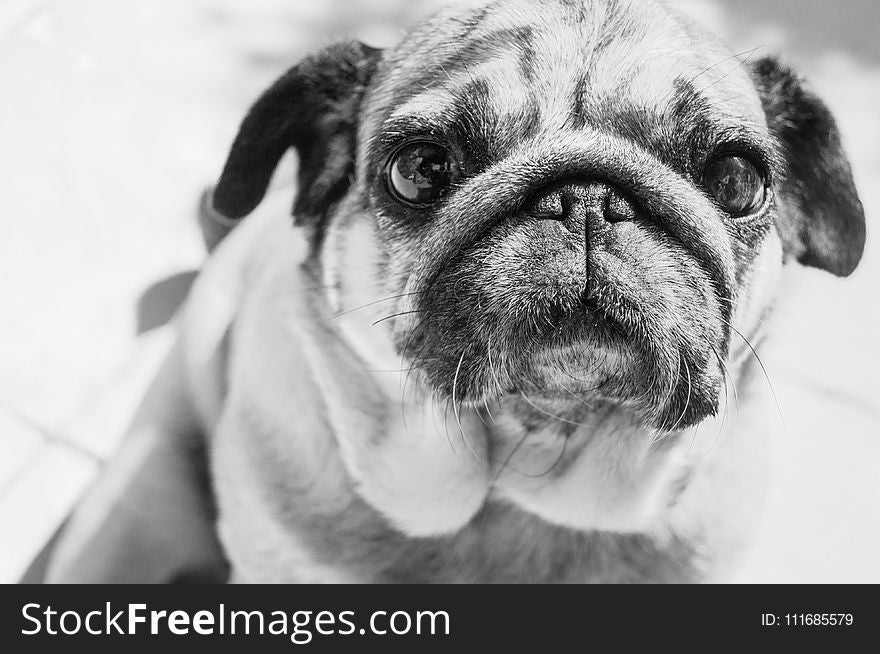Gray Scale Photo of a Pug