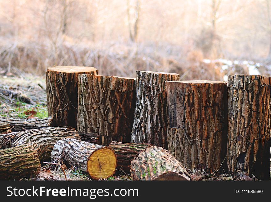 Depth of Field Photography of Brown Tree Logs