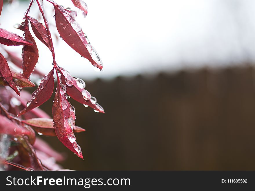 Close Up Photography of Red Leaves