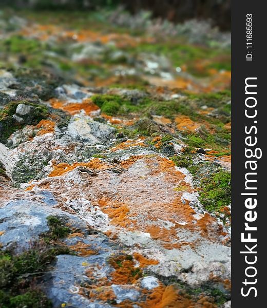 Depth of Field Photograph of Green and Brown Mosses