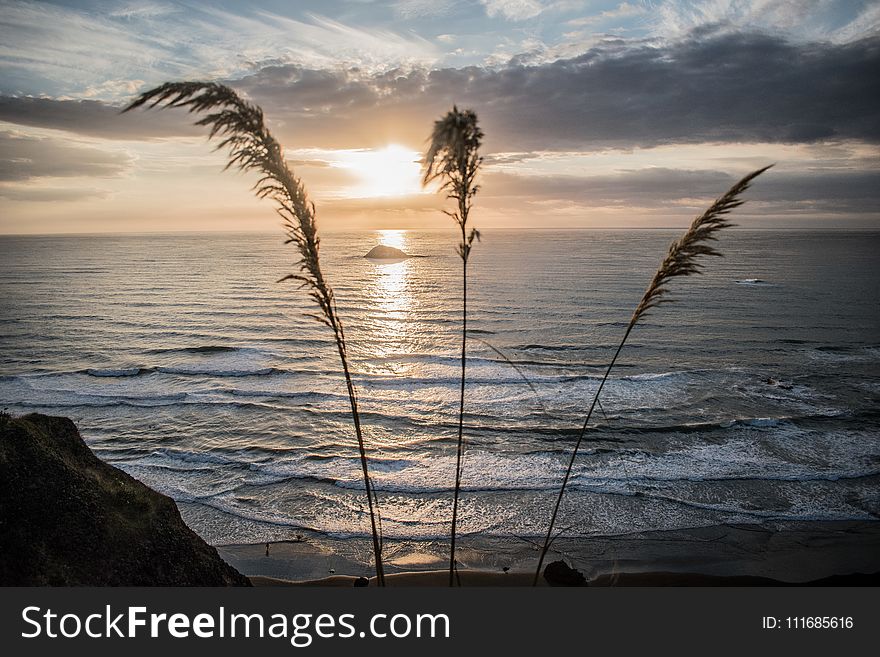 Silhouette Photograph of Grass Beside Seashore