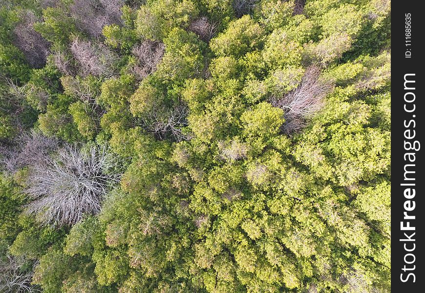 Aerial Photo of Green Forest Trees