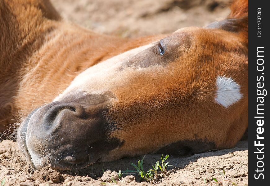 A Suffolk Punch foal lays down asleep in a paddock. A Suffolk Punch foal lays down asleep in a paddock.