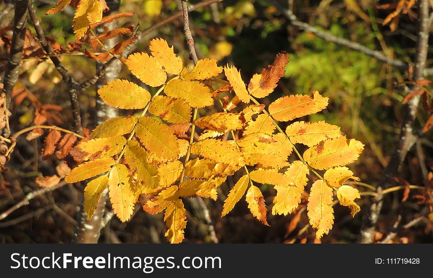 Leaf, Autumn, Deciduous, Vegetation