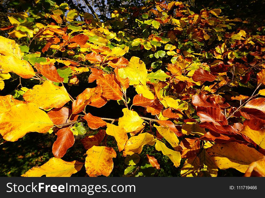 Leaf, Yellow, Autumn, Plant