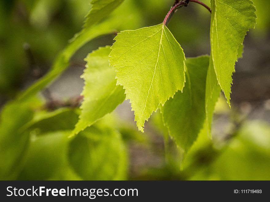 Leaf, Close Up, Branch, Tree