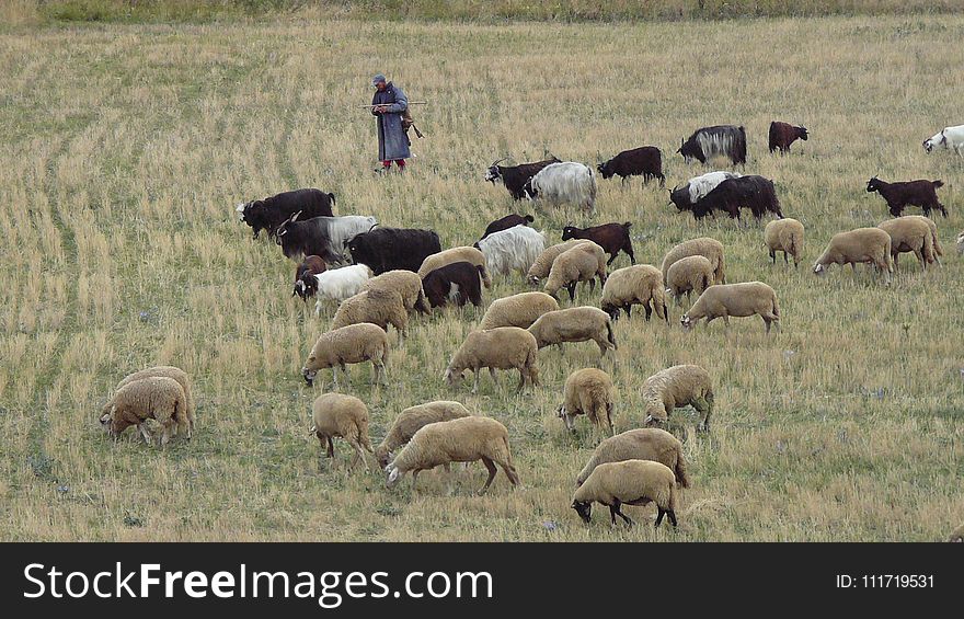 Herd, Ecosystem, Grassland, Grazing