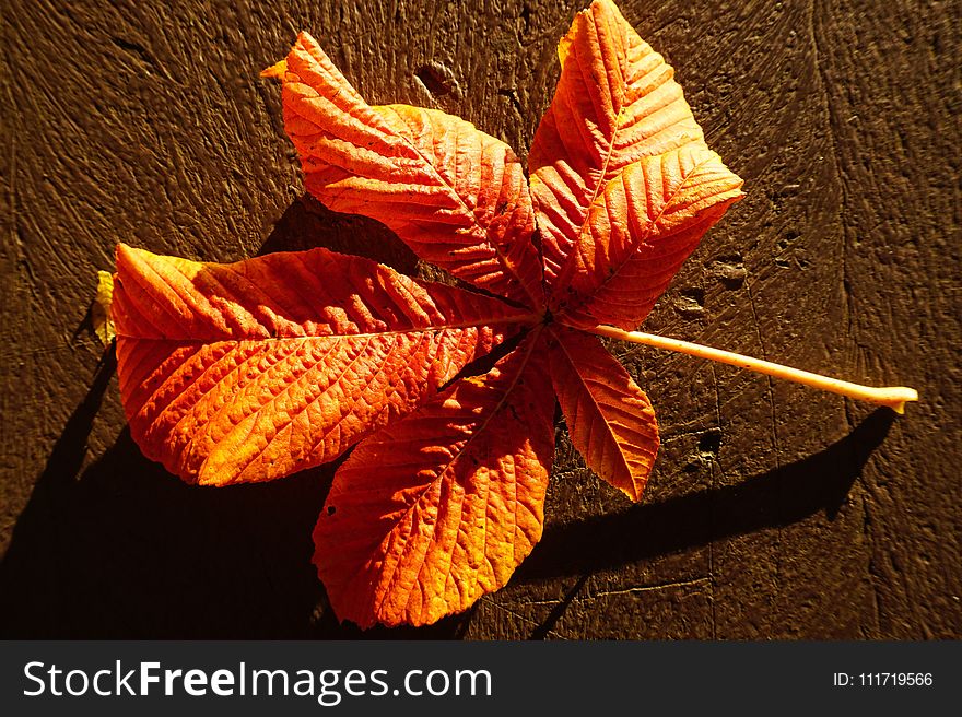 Leaf, Orange, Flora, Autumn