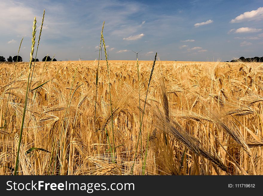 Wheat, Food Grain, Crop, Field