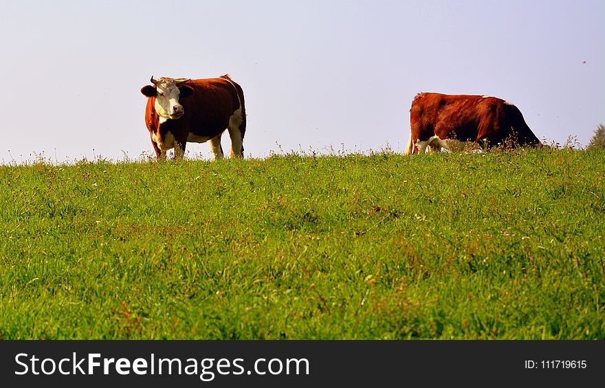 Grassland, Pasture, Grazing, Cattle Like Mammal