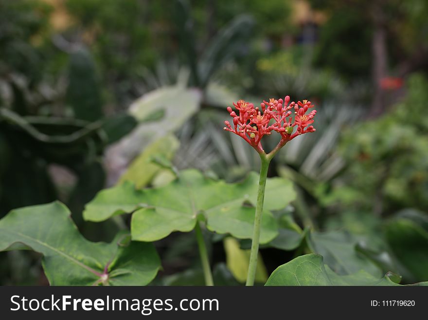 Plant, Flora, Vegetation, Flower