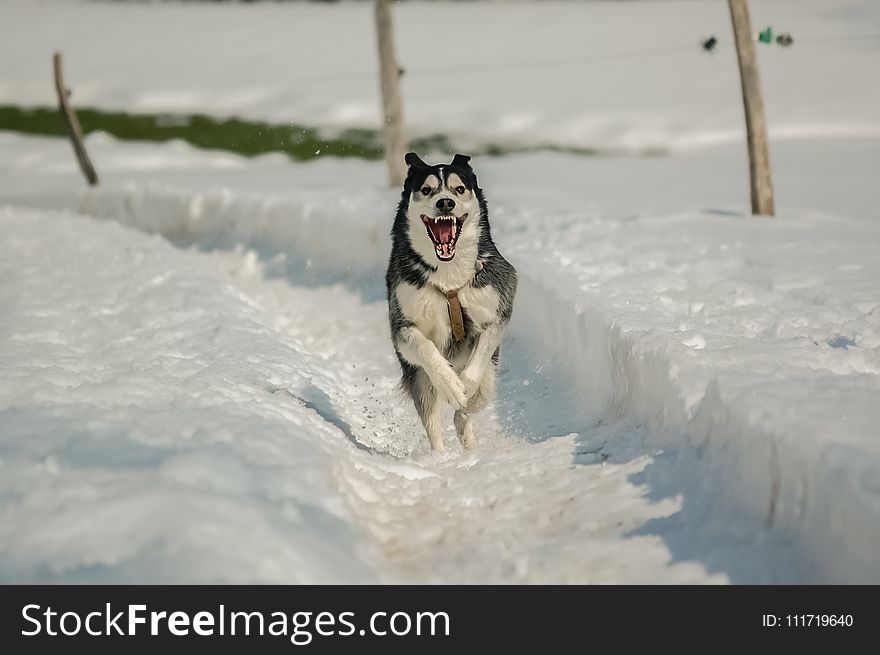 Dog, Dog Like Mammal, Siberian Husky, Snow