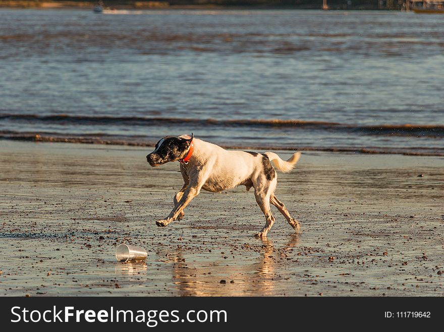 Dog, Dog Like Mammal, Water, Sand