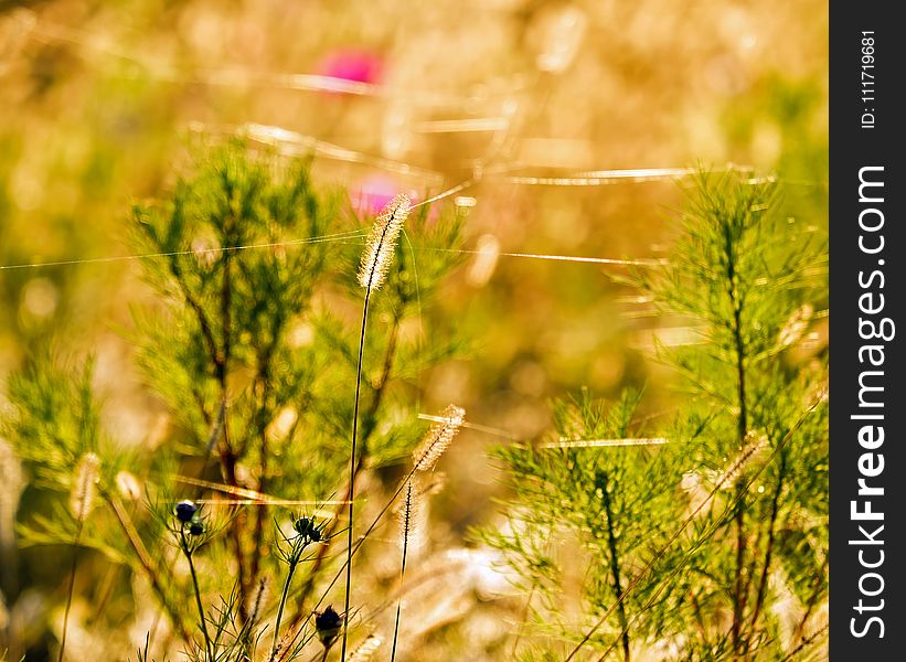 Ecosystem, Vegetation, Flora, Flower