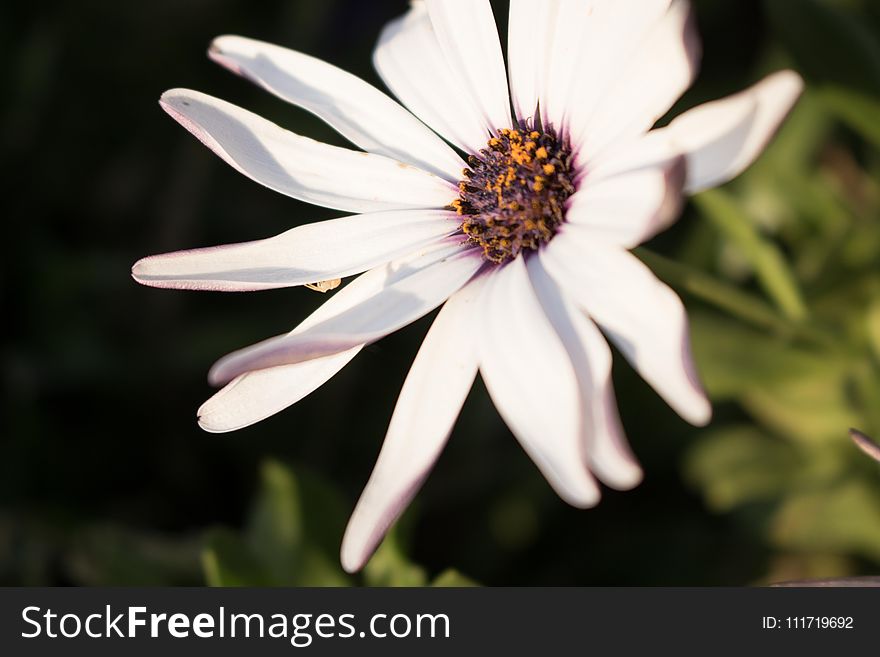 Flower, Flora, Plant, Close Up