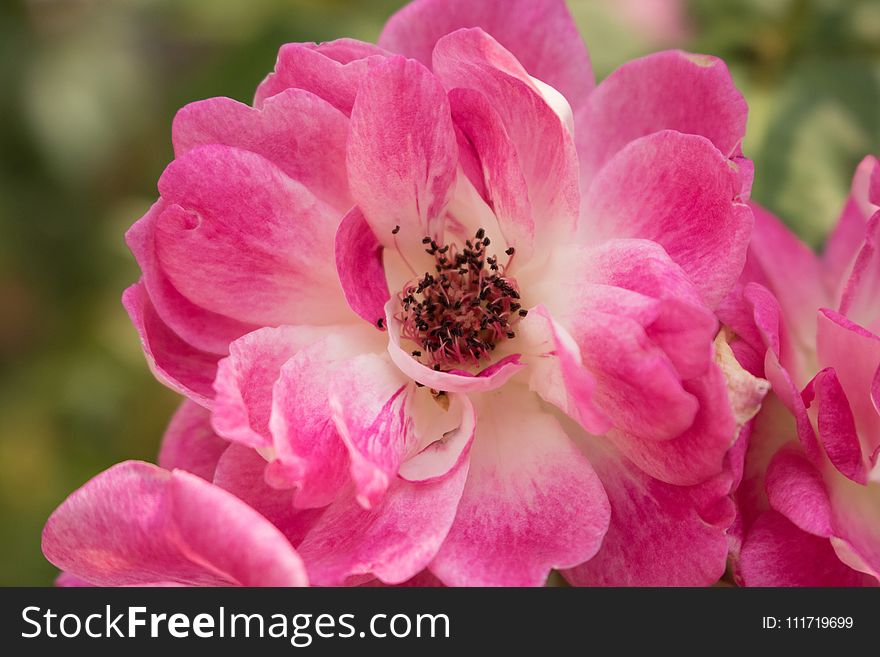 Flower, Pink, Rose Family, Flowering Plant