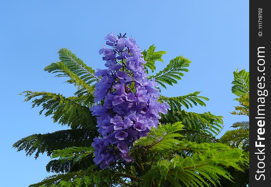 Flower, Plant, Flora, Purple